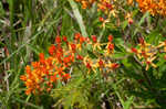 Butterfly milkweed